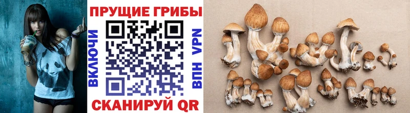 Псилоцибиновые грибы Psilocybe  Купить где  Духовщина 